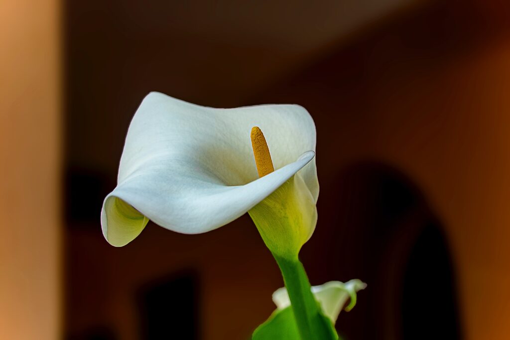 Copo-de-leite flor velório