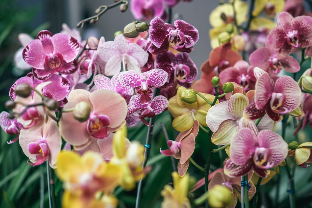 significado da orquídea