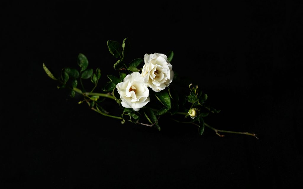 significado flores rosa branca